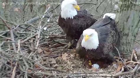 hays bald eagles|hays bald eagle webcam.